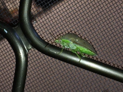 Coleotichus borealis