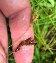 Carex crawfordii