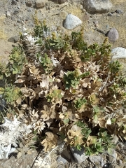 Ambrosia ilicifolia