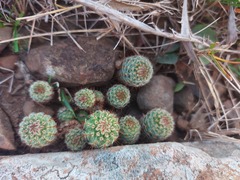Parodia