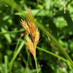 Carex crawfordii