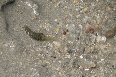 Stylocheilus striatus