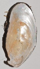 Musculus niger
