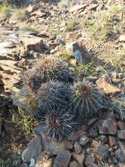 Parodia