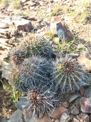 Parodia