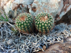 Parodia