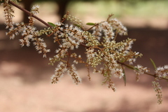 Combretum micranthum