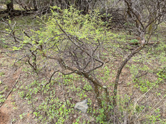 Mimosa aculeaticarpa biuncifera