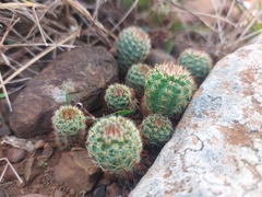 Parodia
