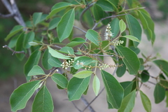 Combretum micranthum