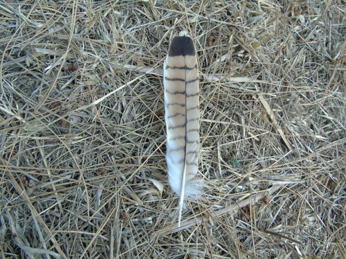 Plume de Faucon crécerellette