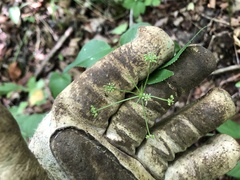 Thaspium trifoliatum