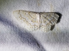 Idaea obfusaria