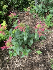 Monarda