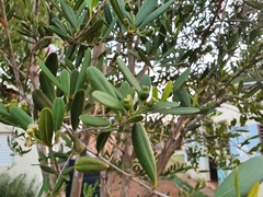 Pimenta haitiensis