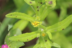 Melampodium sericeum