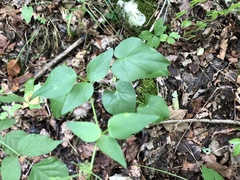 Thaspium trifoliatum