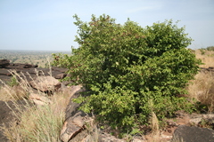 Combretum nioroense