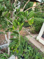 Pimenta haitiensis