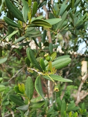 Pimenta haitiensis