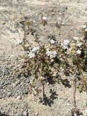 Drymaria holosteoides