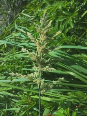 Poa eminens