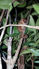 Microcebus jollyae