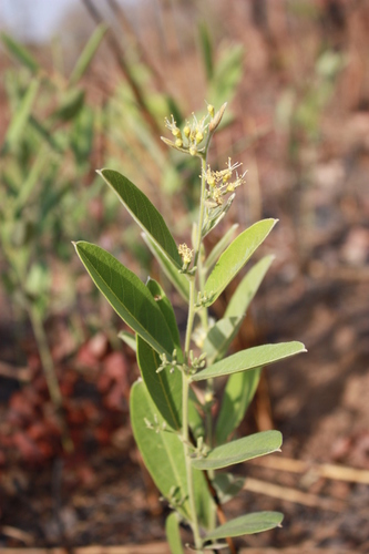 Combretum sericeum