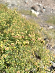 Eriogonum galioides