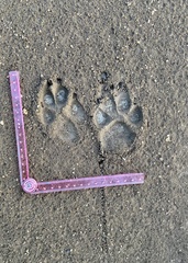 Canis familiaris