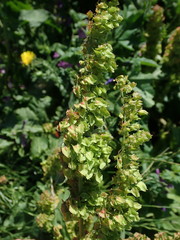 Rumex × acutus