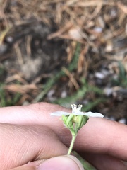 Horkeliella purpurascens