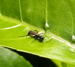 Cryptocheilus versicolor