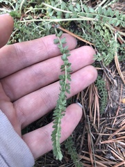 Horkeliella purpurascens