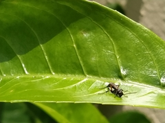 Cryptocheilus versicolor