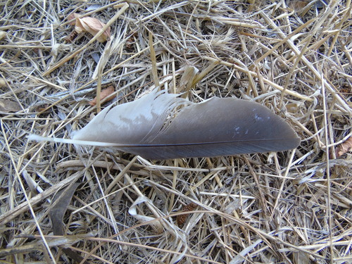 Plume de Faucon crécerellette