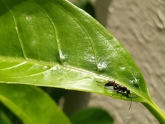 Cryptocheilus versicolor