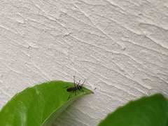 Cryptocheilus versicolor