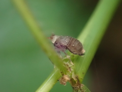 Pissonotus aphidioides