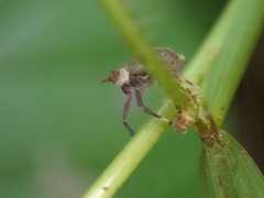 Pissonotus aphidioides