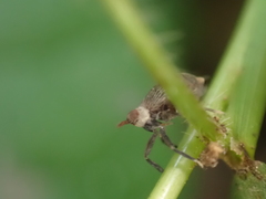 Pissonotus aphidioides