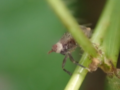 Pissonotus aphidioides