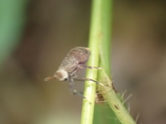 Pissonotus aphidioides