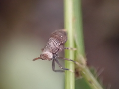 Pissonotus aphidioides