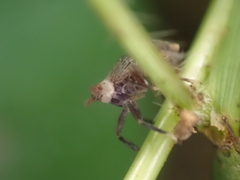 Pissonotus aphidioides