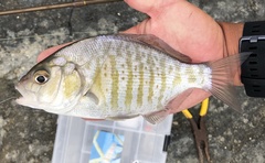 Amphistichus argenteus