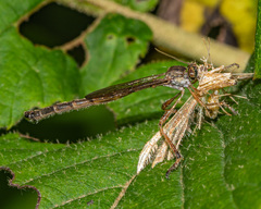 Leptogaster flavipes