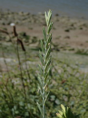 Elymus athericus