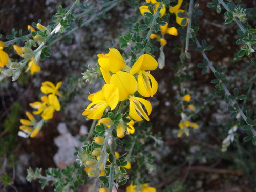 Genista cadasonensis image