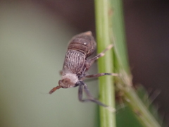 Pissonotus aphidioides